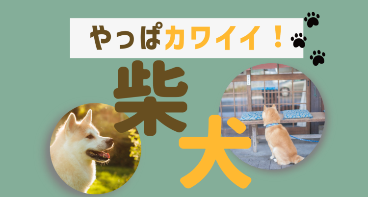 26. やっぱカワイイ！柴犬